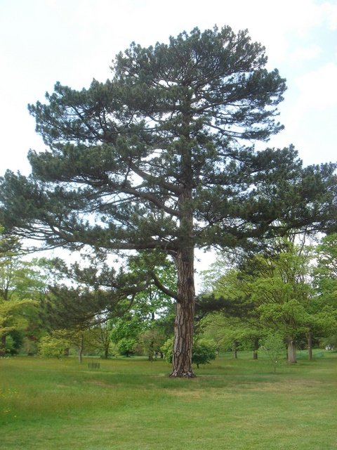 Pinus nigra